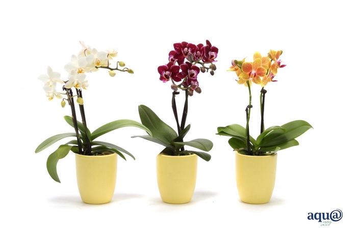 <h4>Hugo Citrus Tiny Dolls Mix 2T10+ Aqu@</h4>