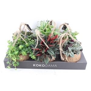 arr3 Kokoplant - Smit collection mix x6