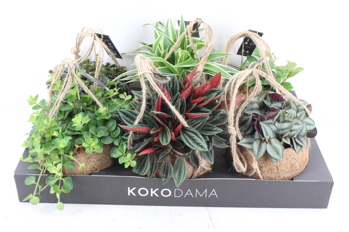 <h4>arr3 Kokoplant - Smit collection mix x6</h4>