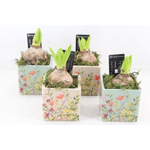 arr4 Hyacint RN - Floral square x12