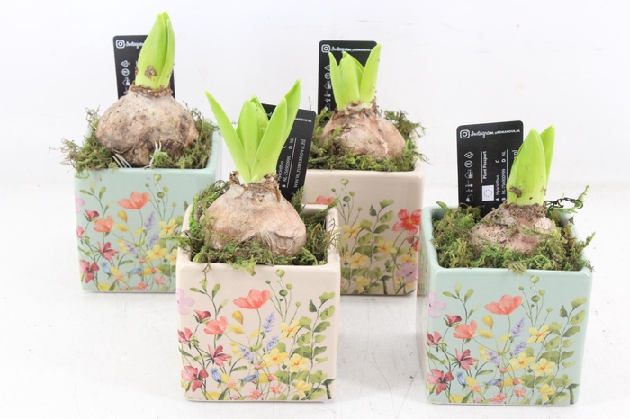 <h4>arr4 Hyacint RN - Floral square x12</h4>