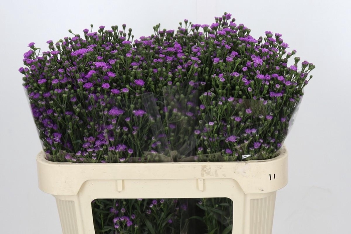 <h4>Aster Baby Pink</h4>