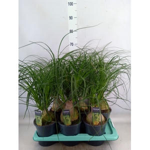 Beaucarnea recurvata