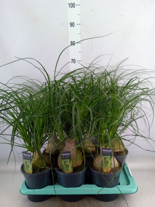 <h4>Beaucarnea recurvata</h4>