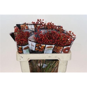 Rosa Rosefr Elite 55cm