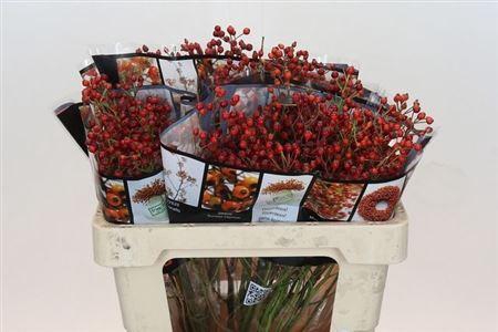 <h4>Rosa Rosefr Elite 55cm</h4>