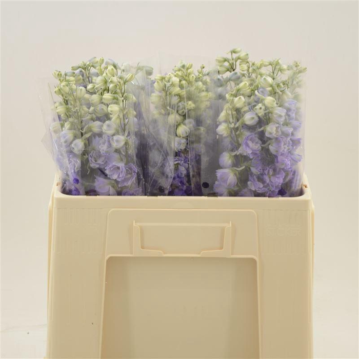 <h4>DELPH EL DEV PURPLE HEART DELPHINIU</h4>