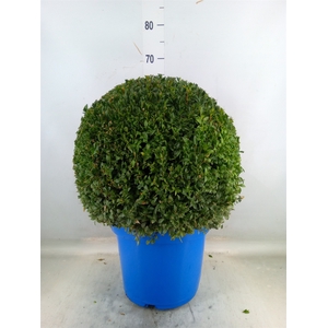Buxus semp.   ...