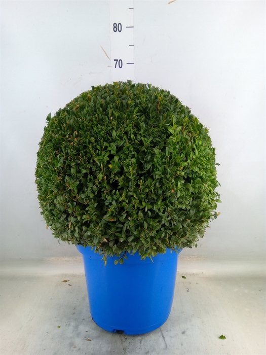 <h4>Buxus semp.   ...</h4>