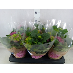 Hydrangea mac. 'Ningbo'