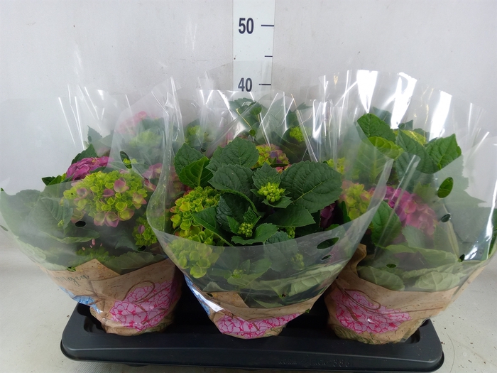 <h4>Hydrangea mac. 'Ningbo'</h4>