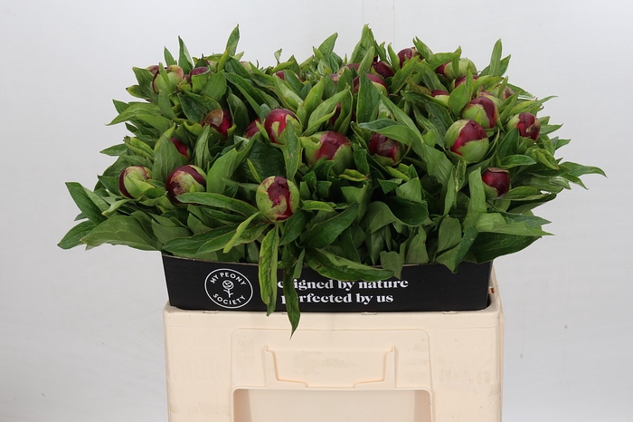 <h4>Paeonia Red Charm</h4>