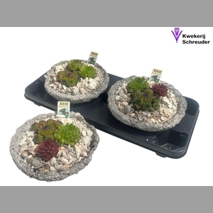 ARR SEMPERVIVUM