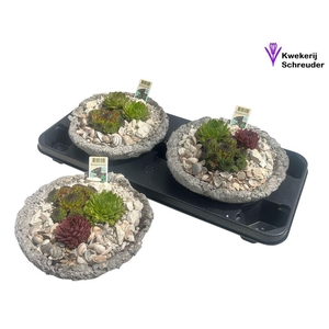 ARR SEMPERVIVUM