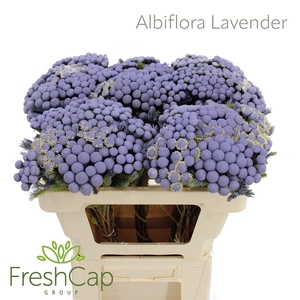 Albiflora Lavender