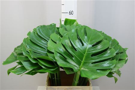 Monstera 27