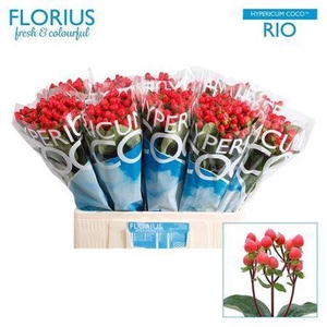 Hyp Coco Rio Red
