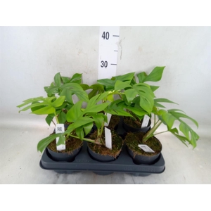 Monstera delic. 'Little Sister'