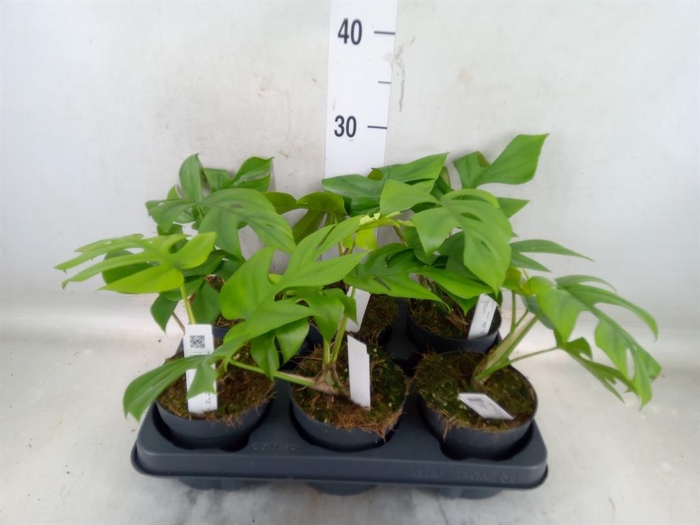 <h4>Monstera delic. 'Little Sister'</h4>