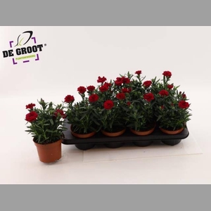 DIAN OSC CHERRY