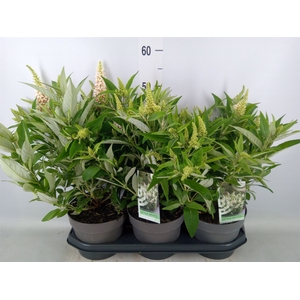 Buddleja davidii 'Butterf CL White'
