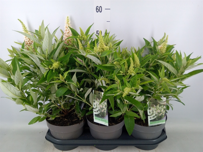 <h4>Buddleja davidii 'Butterf CL White'</h4>