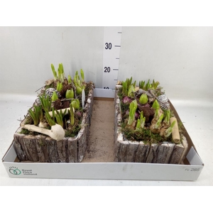 Arr.   Bol/Knolgewas L%