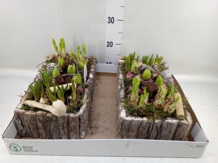 <h4>Arr. Bol/Knolgewas L%</h4>