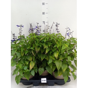 Salvia   ...