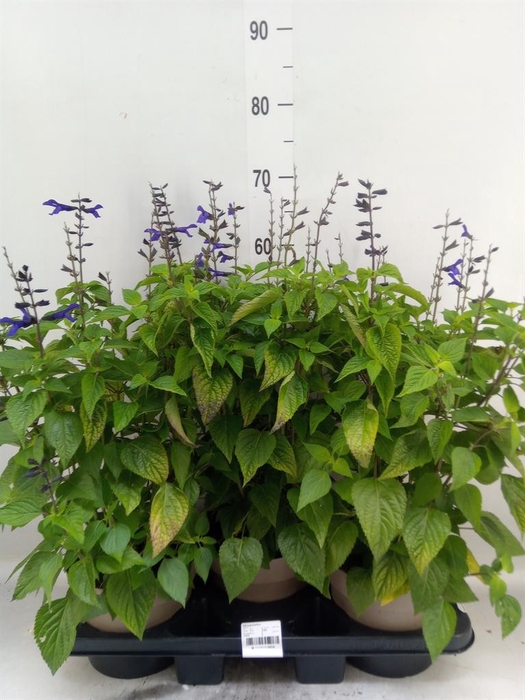 <h4>Salvia ...</h4>