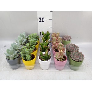 Cactus   ...decorated
