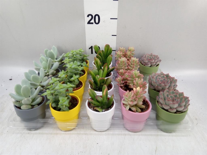<h4>Cactus   ...decorated</h4>