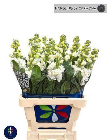 <h4>Matthiola incana 'Iron White'</h4>