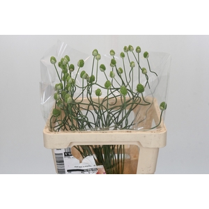 Allium Green Berry