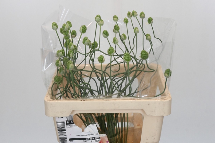 <h4>Allium Green Berry</h4>