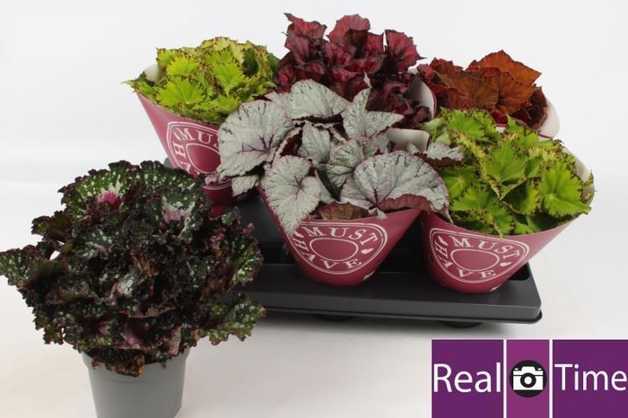 <h4>BEG BEL GEM</h4>