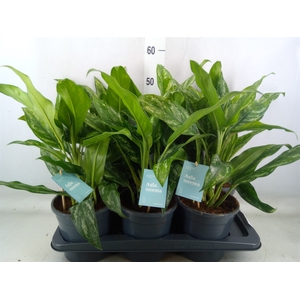 Aglaonema   ...