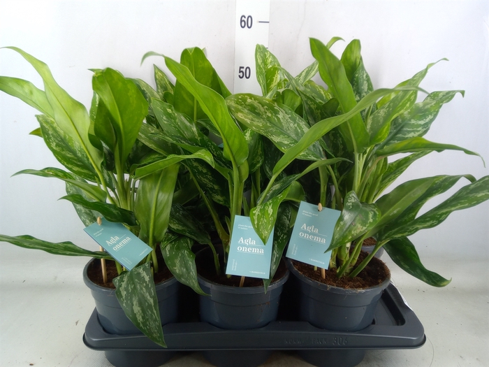 <h4>Aglaonema   ...</h4>
