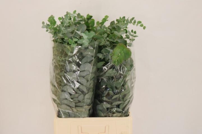 <h4>EUC CINEREA PER BOS</h4>