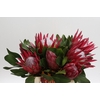 Protea Cynaroides Madiba