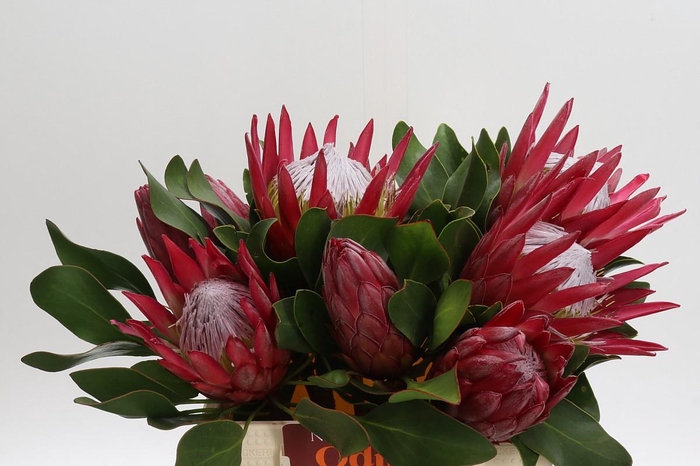 <h4>Protea Cynaroides Madiba</h4>
