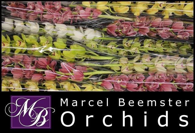 <h4>CYMB MI GEM</h4>