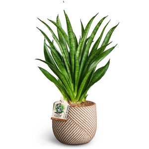 SANSEVIERIA HYBRID