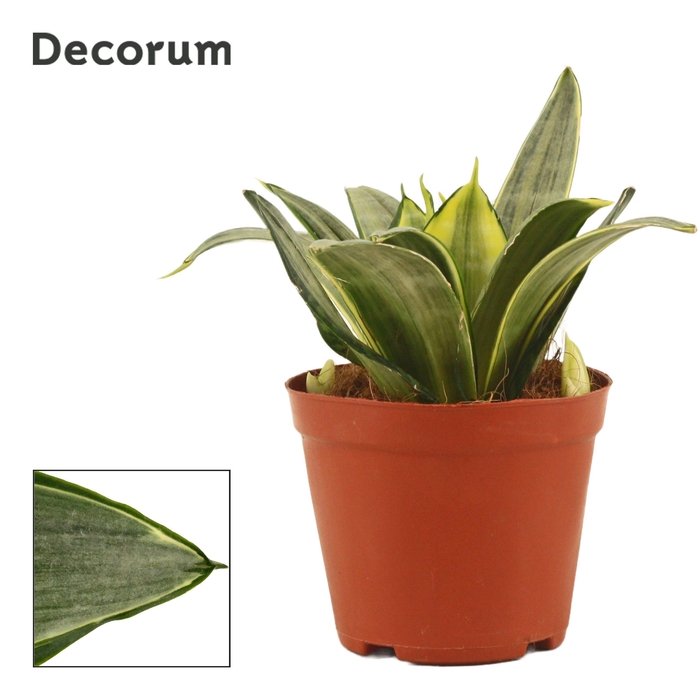 <h4>Sansevieria hahnii 12 cm Diamond hahnii (Decorum)</h4>