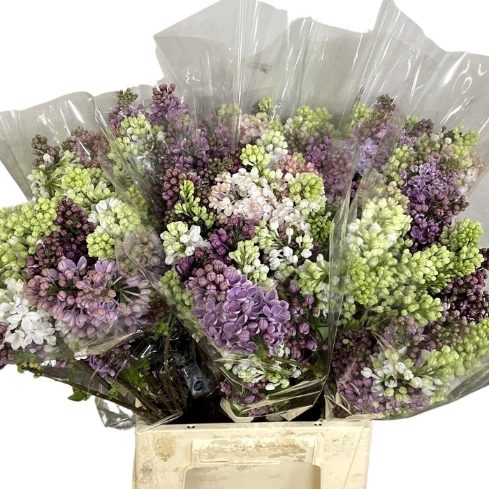 <h4>SYRINGA PER BOS</h4>