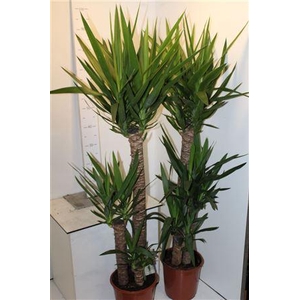 Yucca 90-45-20 Cm