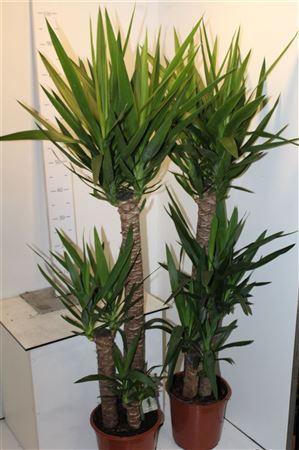 <h4>Yucca 90-45-20 Cm</h4>