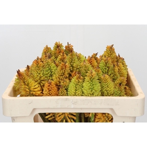 Kniphofia Eycone Peach