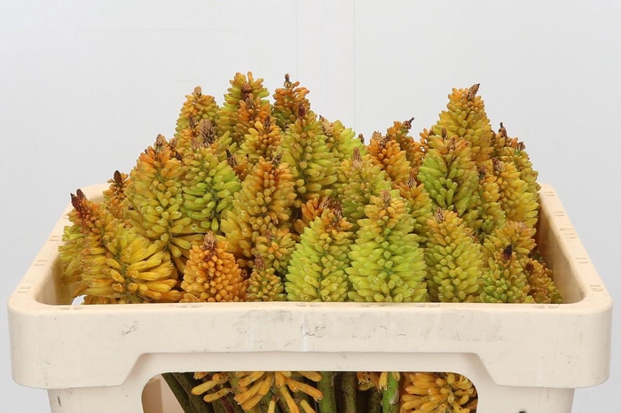 <h4>Kniphofia Eycone Peach</h4>