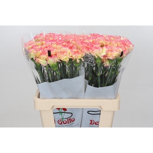 Dianthus St Poirot F G